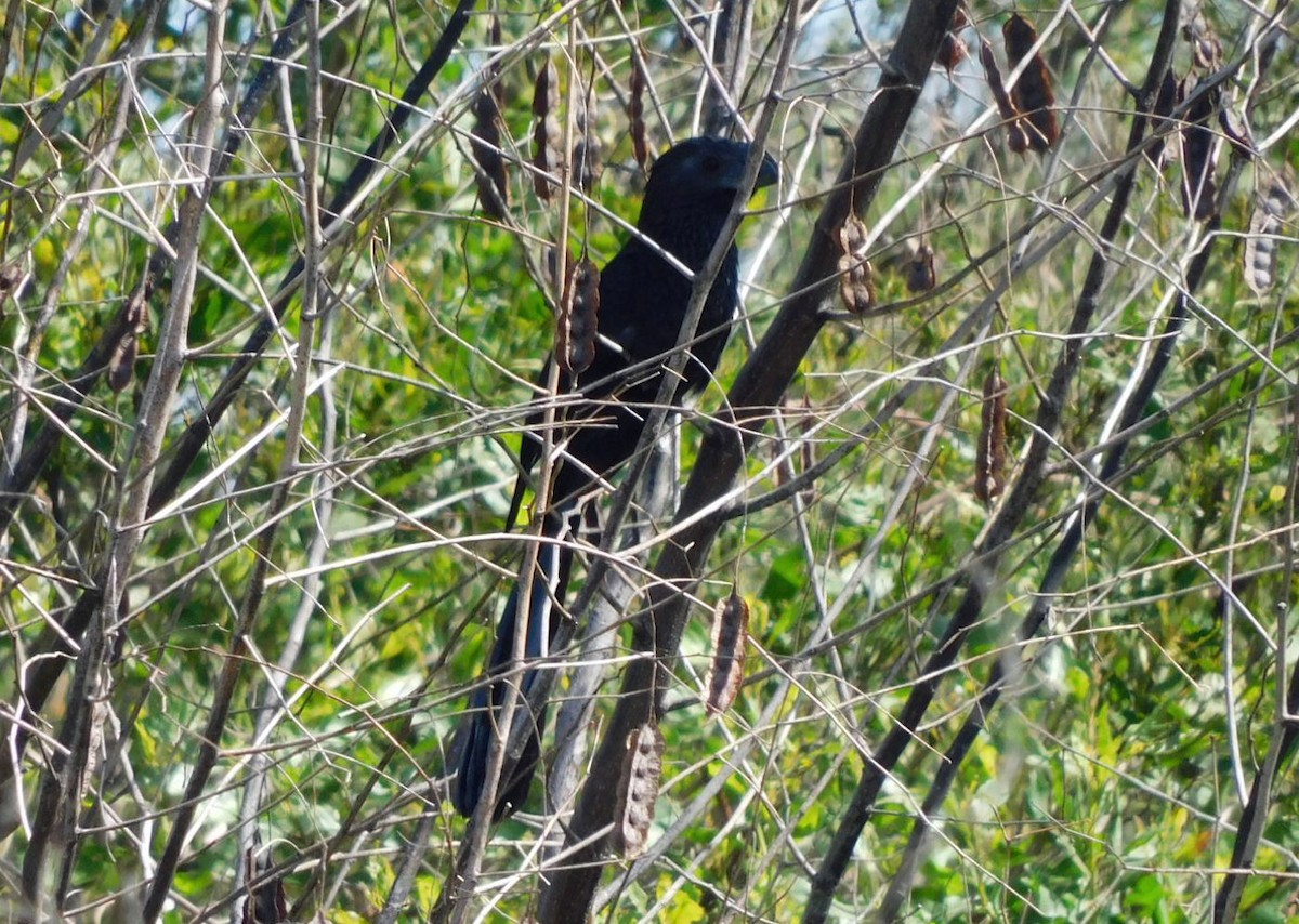 Groove-billed Ani - ML652274941