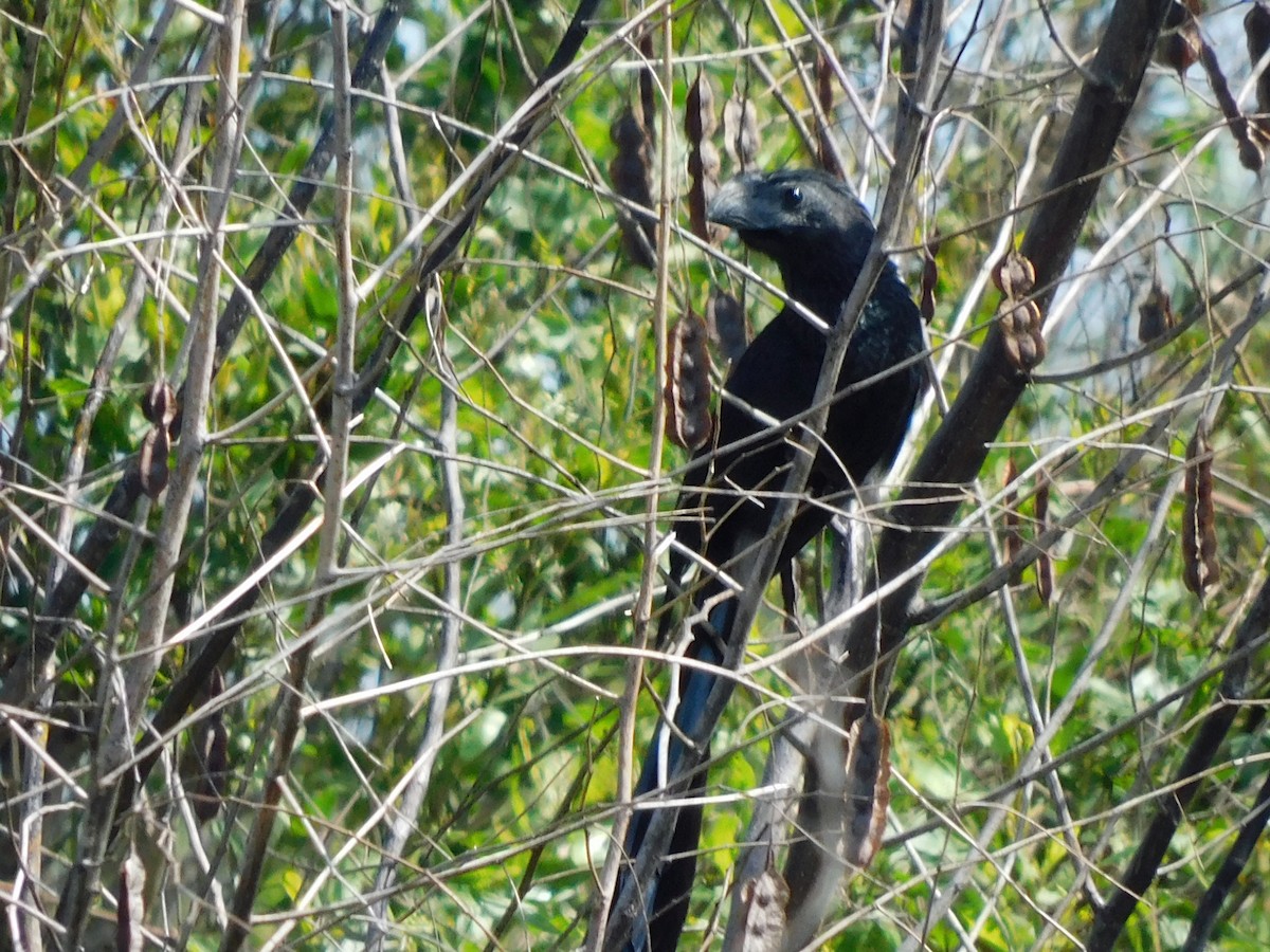 Groove-billed Ani - ML652274943