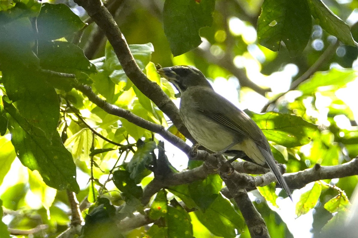 Lesser Antillean Saltator - ML652274958