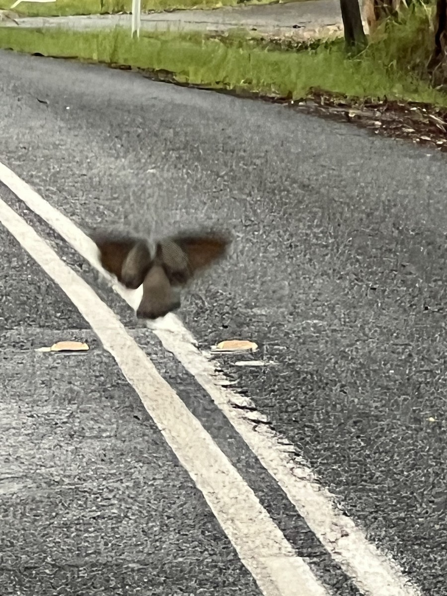 holub bronzovokřídlý - ML652274980