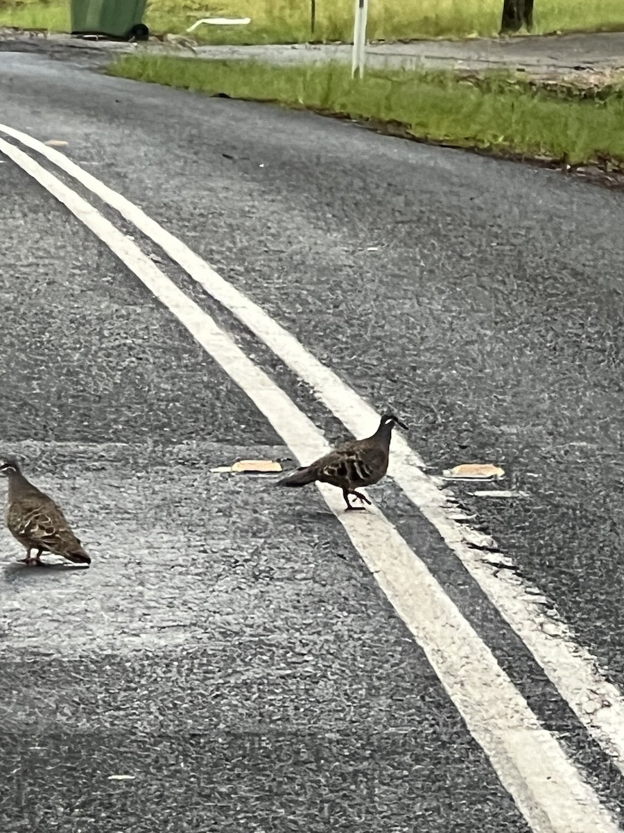 holub bronzovokřídlý - ML652274981