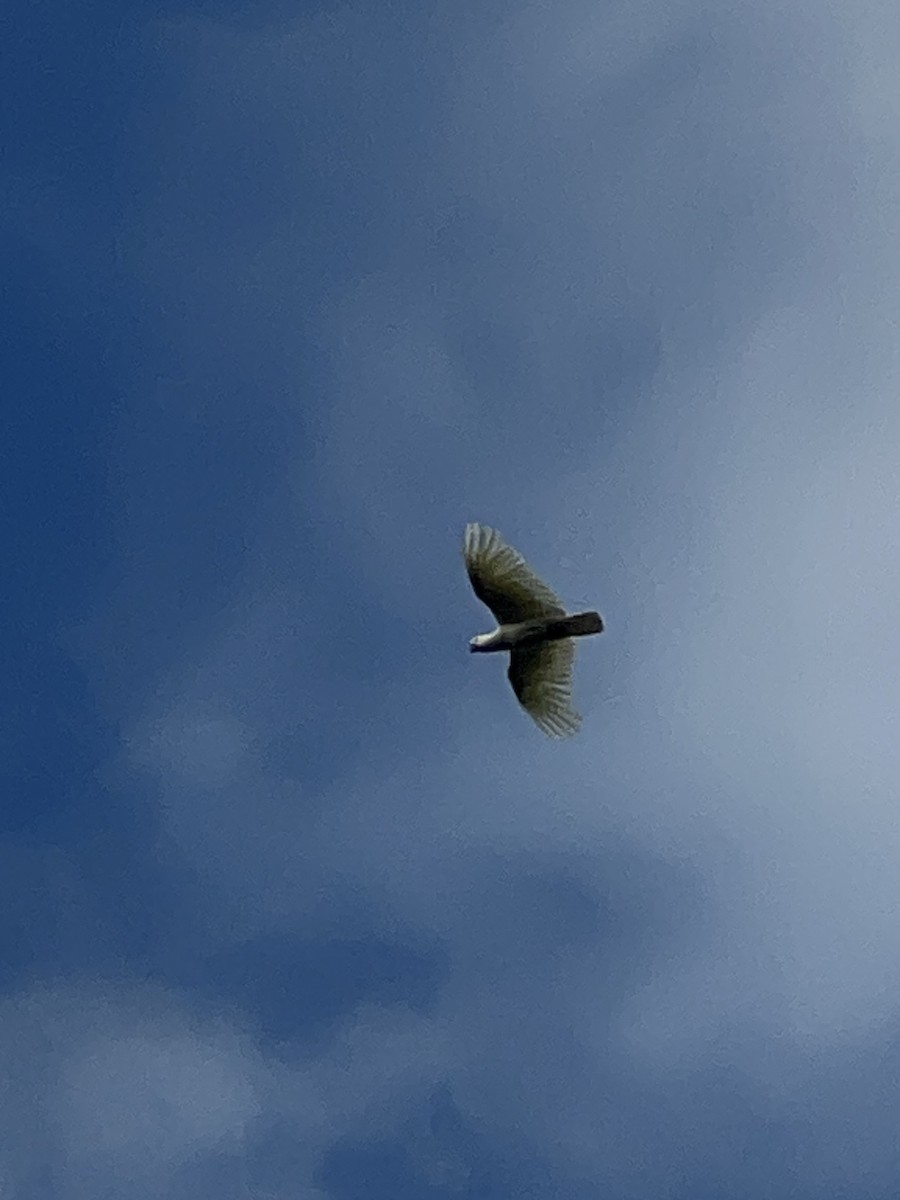 kakadu žlutočečelatý - ML652274986