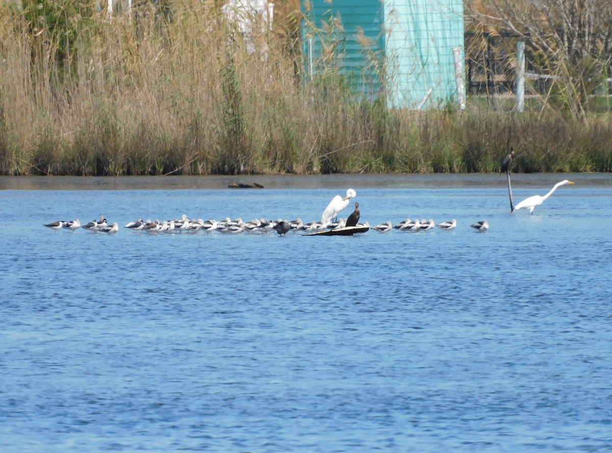 American Avocet - ML652275006