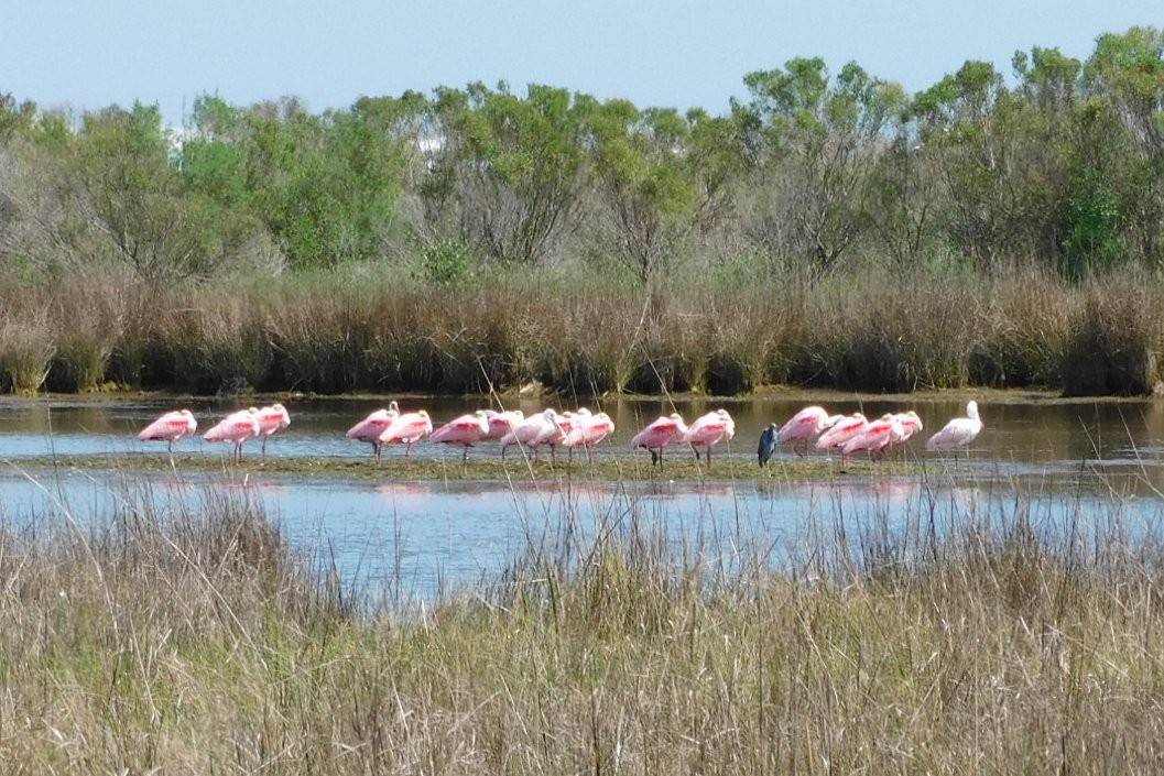 Roseate Spoonbill - ML652275019
