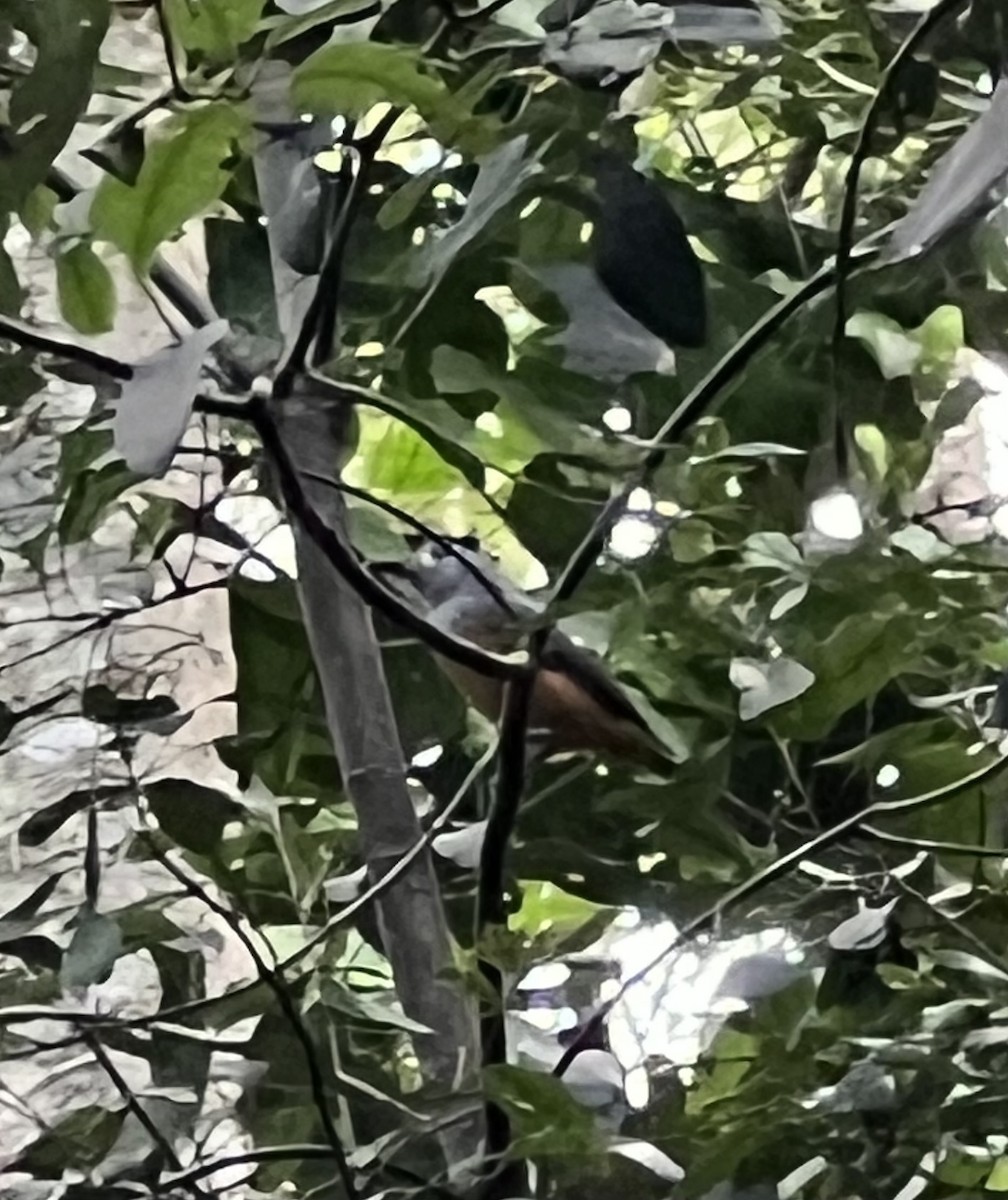 Black-faced Monarch - ML652275032