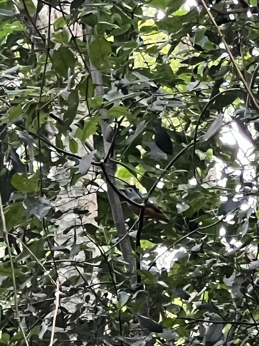 Black-faced Monarch - ML652275033