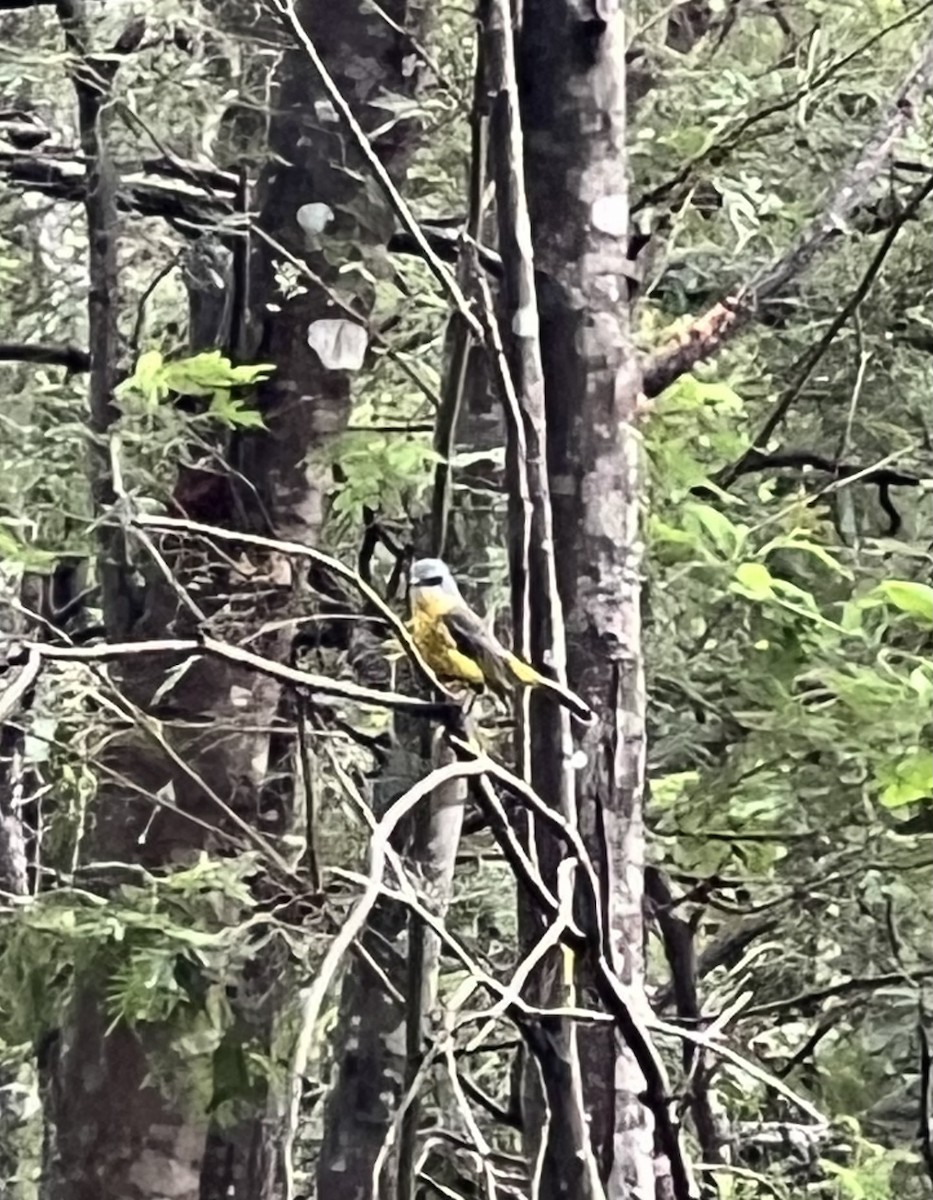 lejsčík žlutý - ML652275045