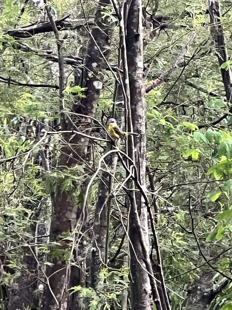 lejsčík žlutý - ML652275046