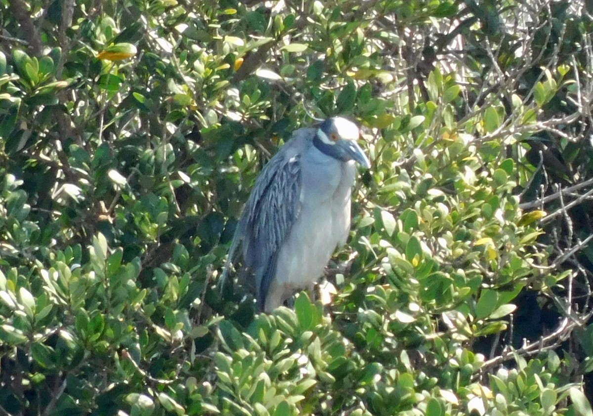 Yellow-crowned Night Heron - ML652275050