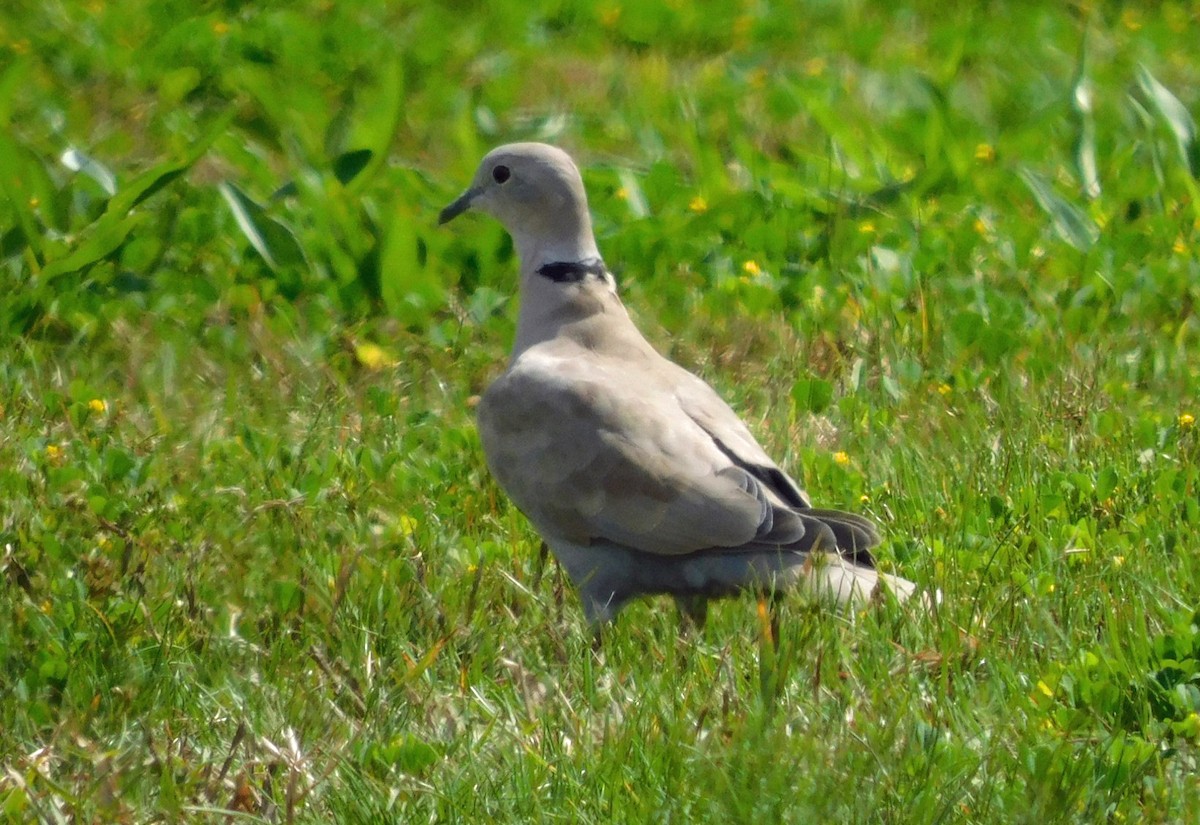 Tortora dal collare - ML652275093