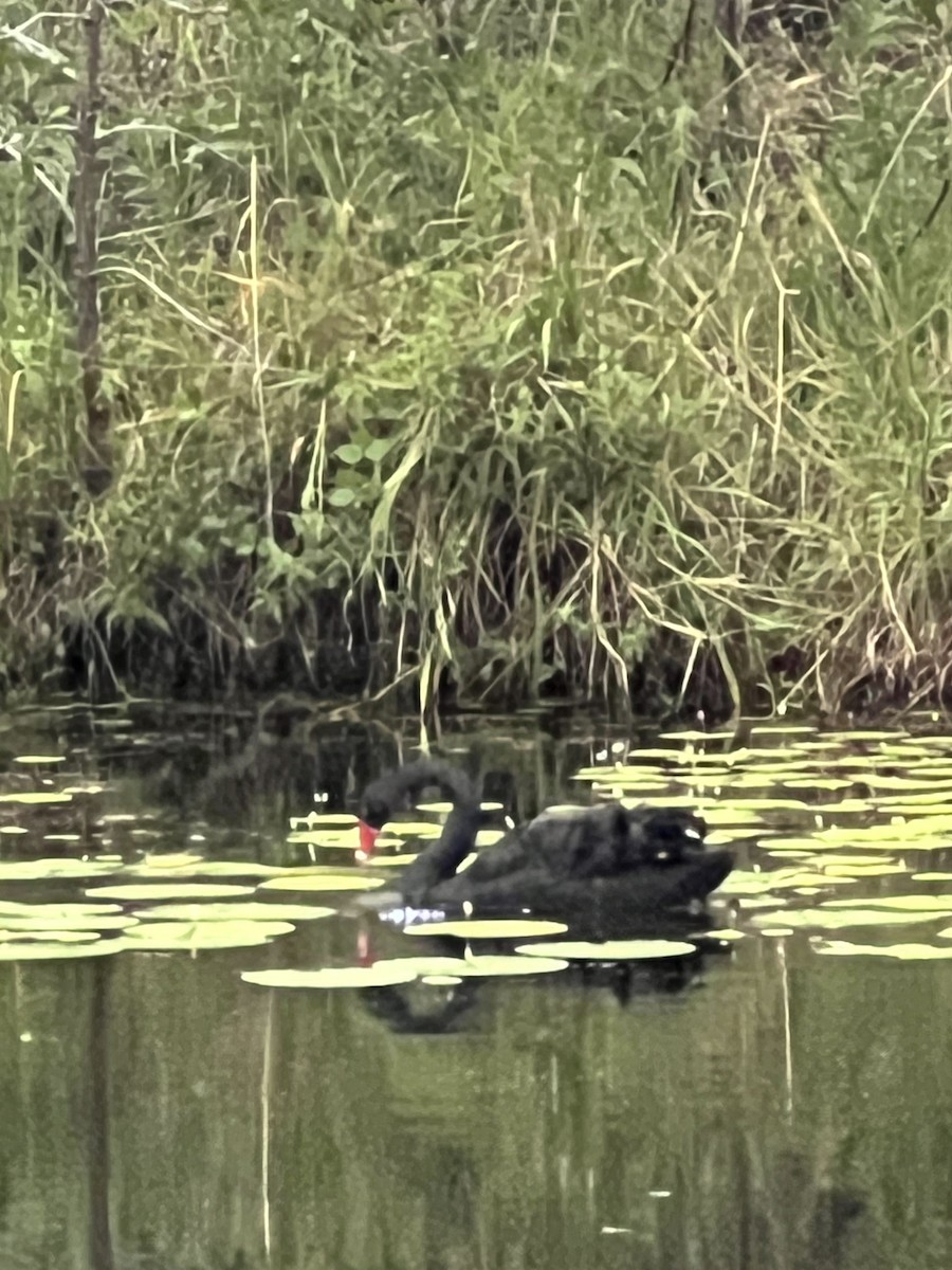 labuť černá - ML652275097