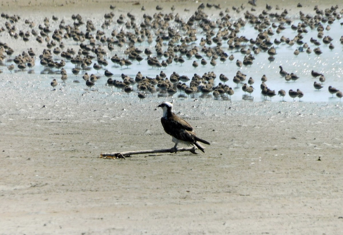 Falco pescatore - ML652275104