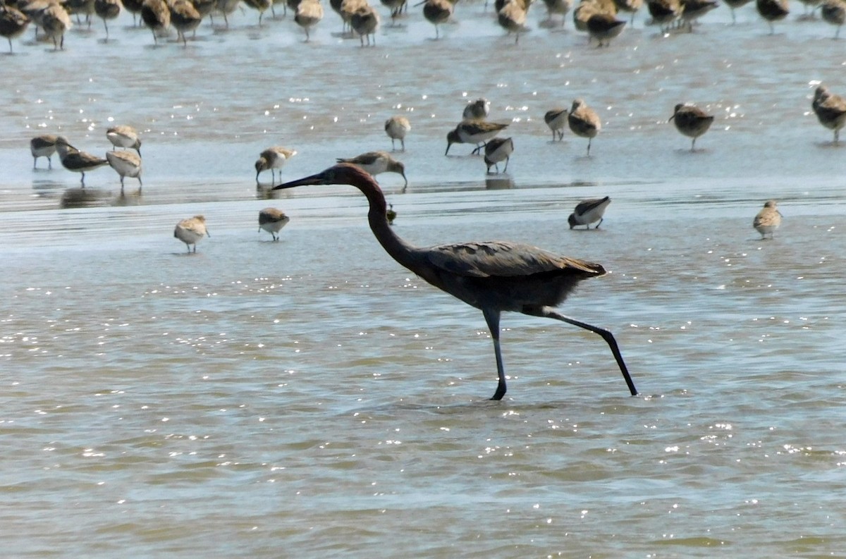 Reddish Egret - ML652275107
