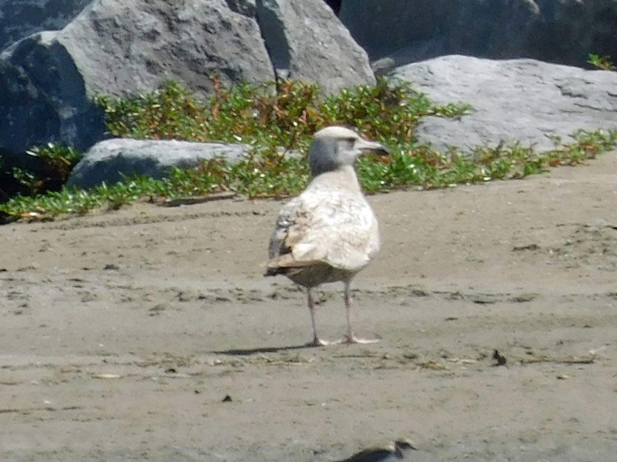American Herring Gull - ML652275108