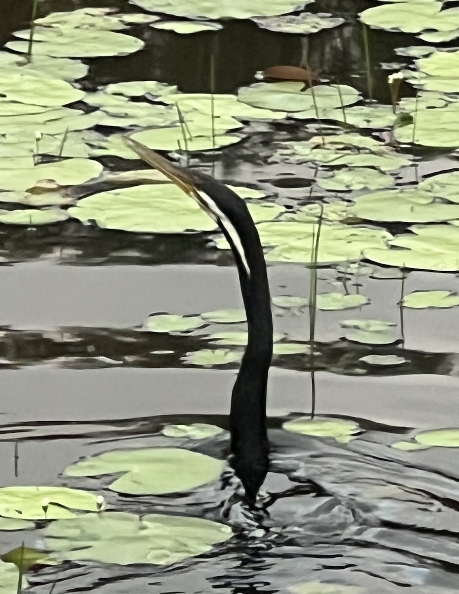 anhinga australská - ML652275111