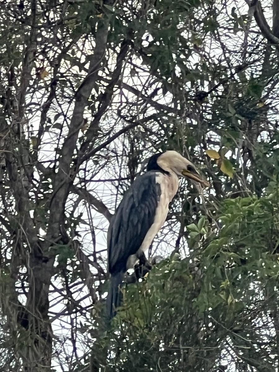 kormorán černobílý - ML652275119