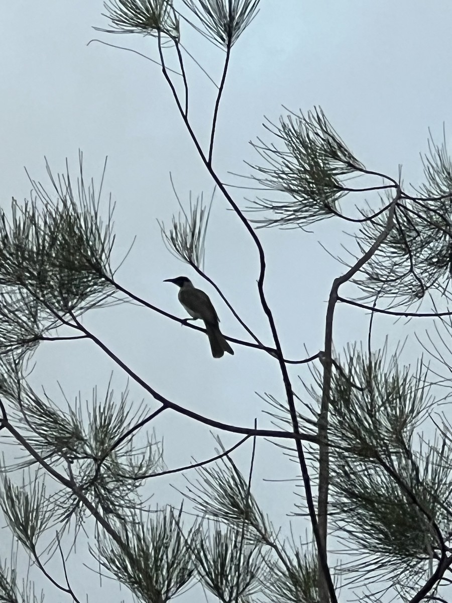 zoborožík malý - ML652275137