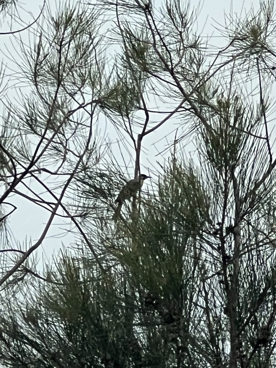 zoborožík malý - ML652275138