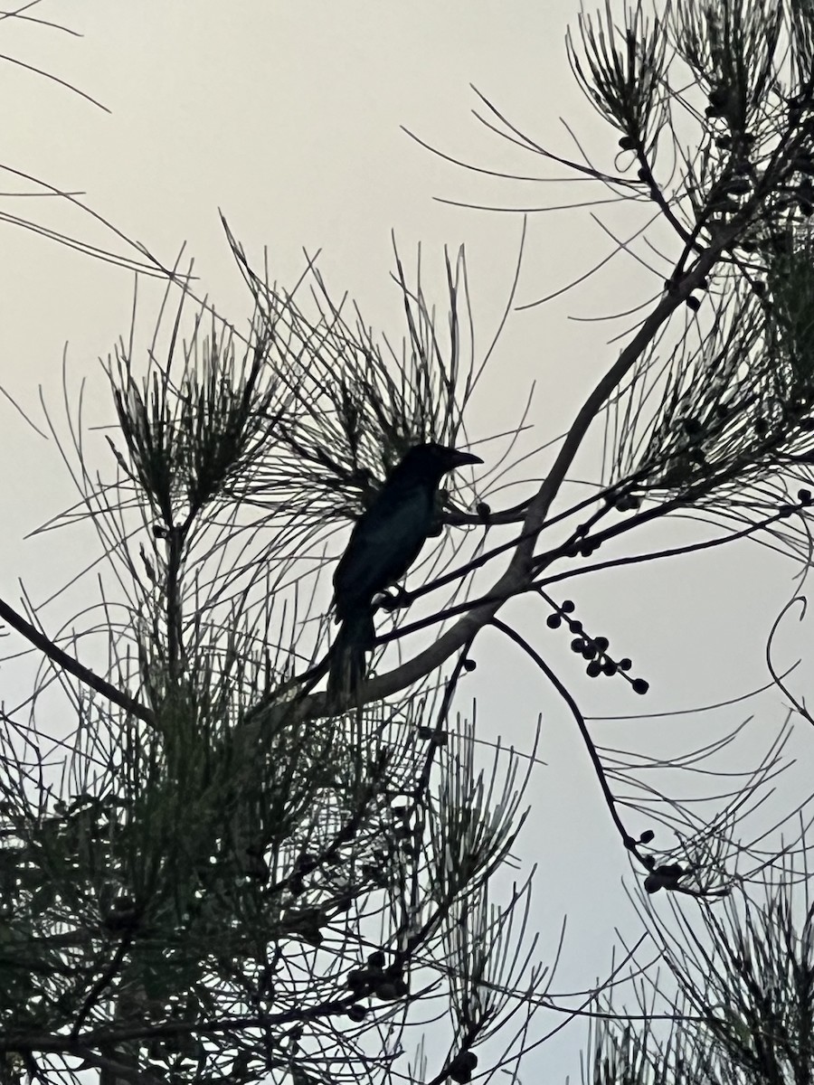 drongo vločkoprsý - ML652275146