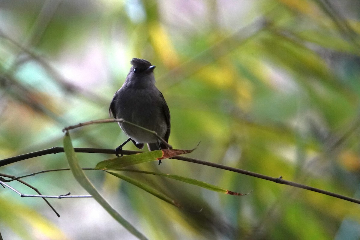 Caribbean Elaenia - ML652275152