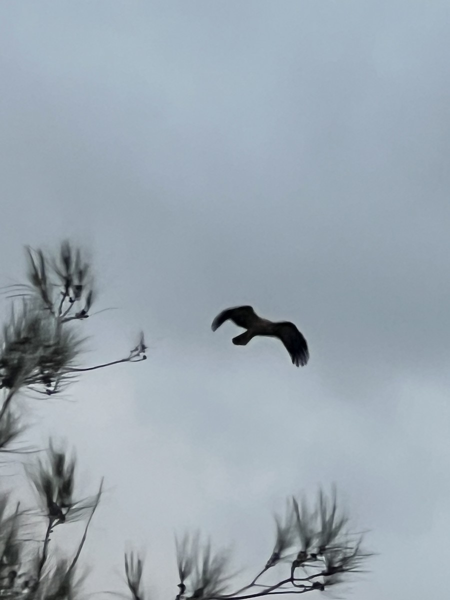 moták kropenatý - ML652275226