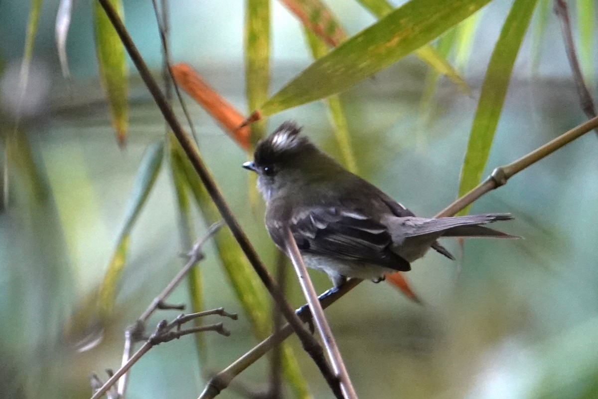 Caribbean Elaenia - ML652275281