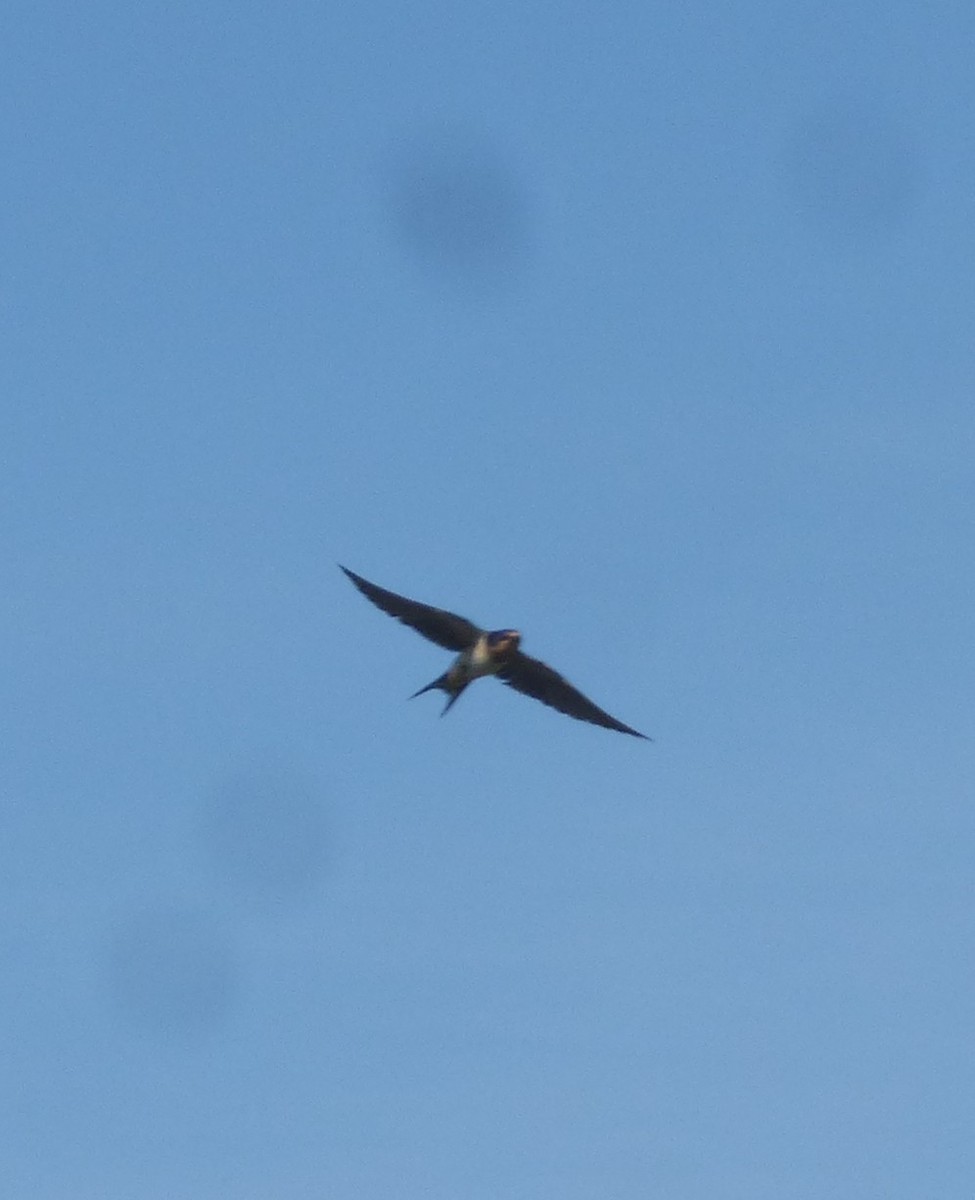 Golondrina Común - ML652275394