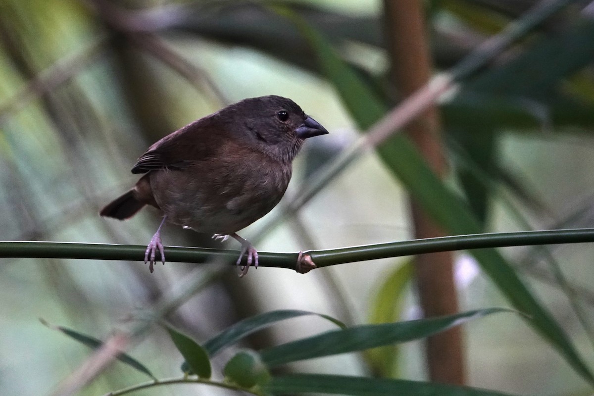 St. Lucia Black Finch - ML652275489