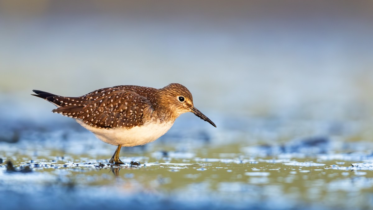 Solitary Sandpiper - ML652275495