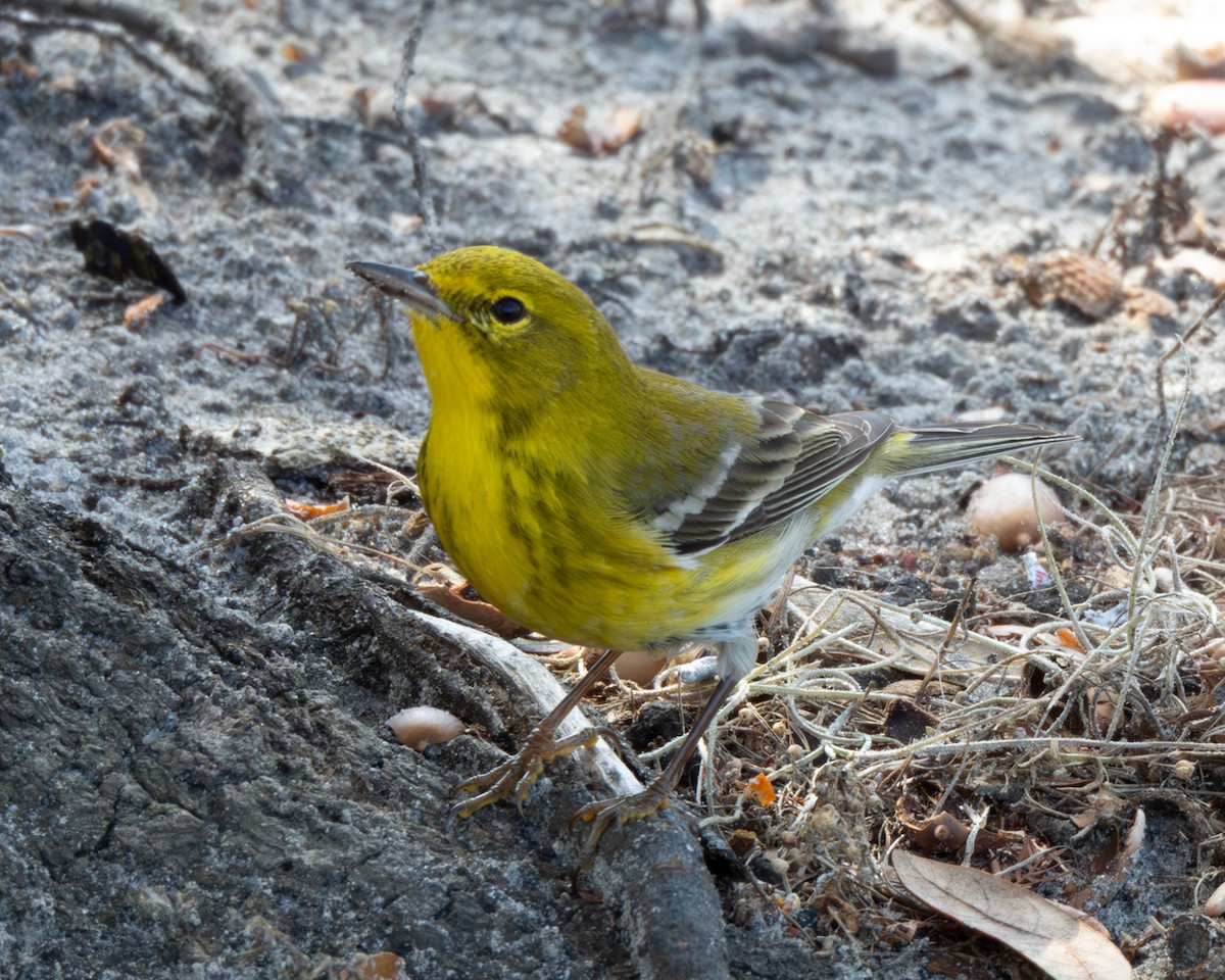 マツアメリカムシクイ - ML652275501