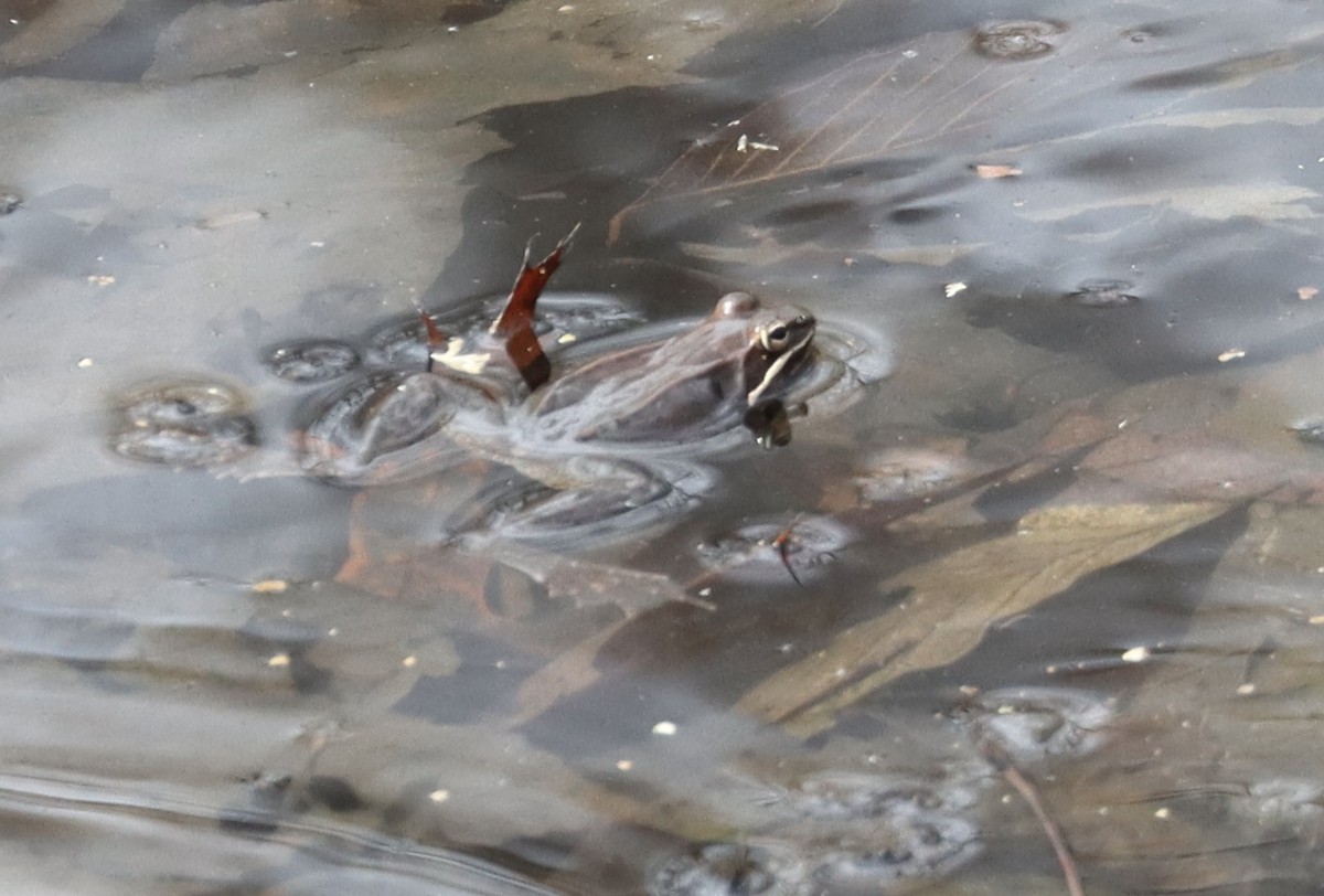 Green Frog - ML652275505