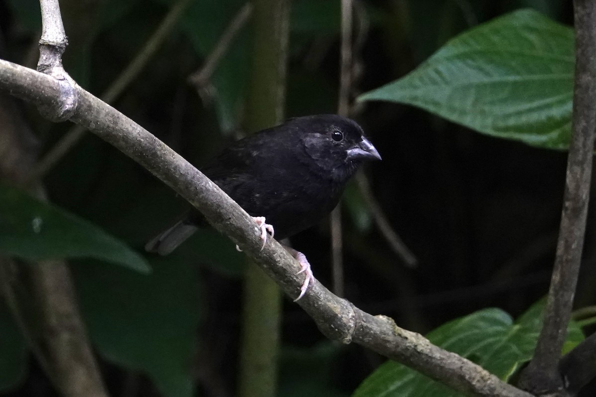 St. Lucia Black Finch - ML652275573