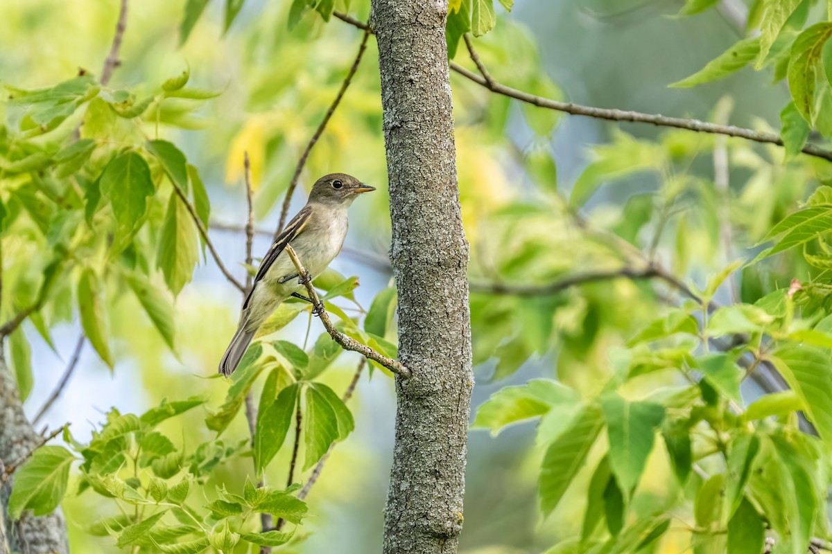Least Flycatcher - ML652275622