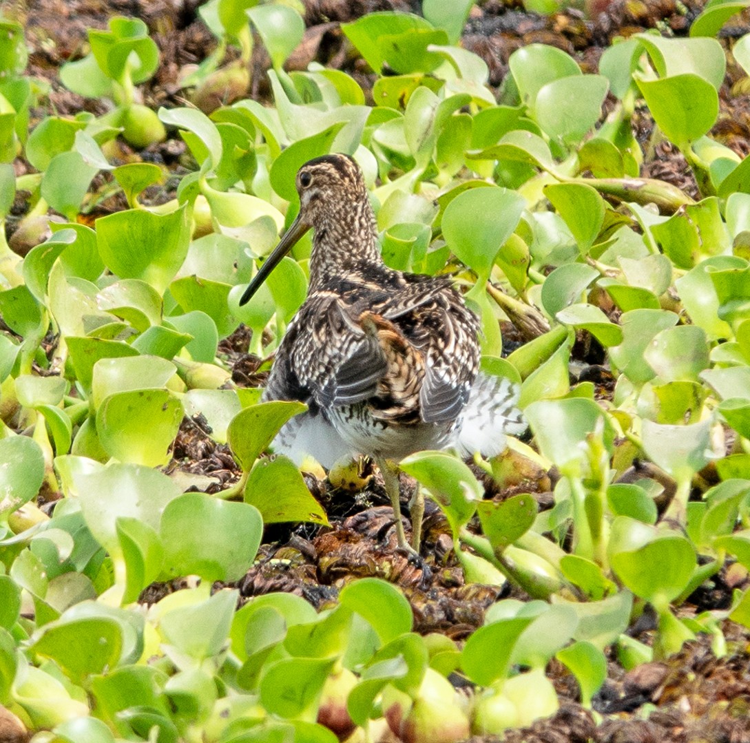 パラグアイタシギ - ML652275738