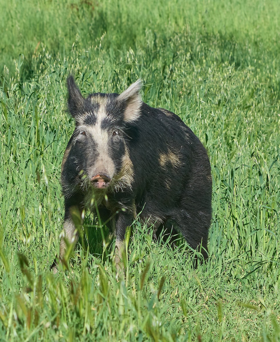 Mammals - ML652275820