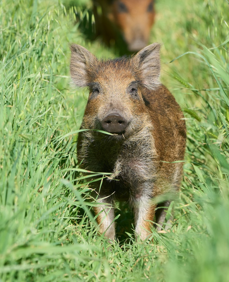 Wild Boar - ML652275821