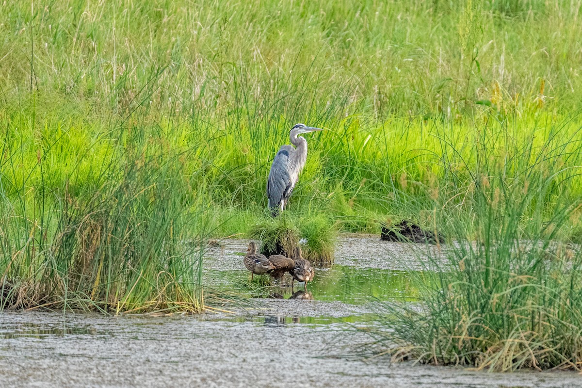 Great Blue Heron - ML652275876