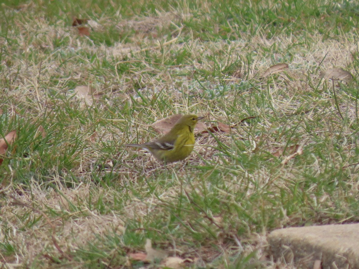 マツアメリカムシクイ - ML652275943