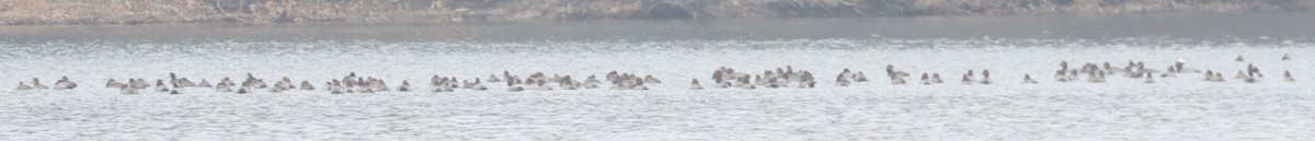 Redhead - ML652276261