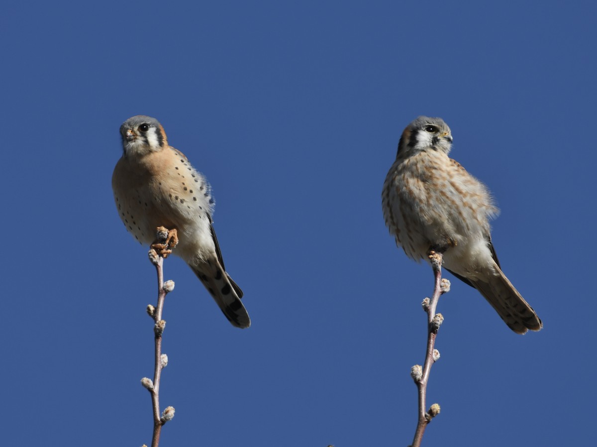 Crécerelle d'Amérique - ML652276515