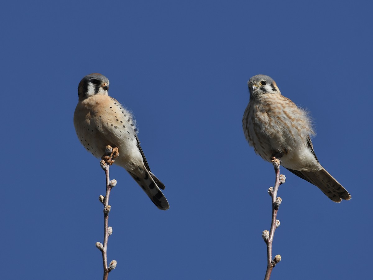 Crécerelle d'Amérique - ML652276516