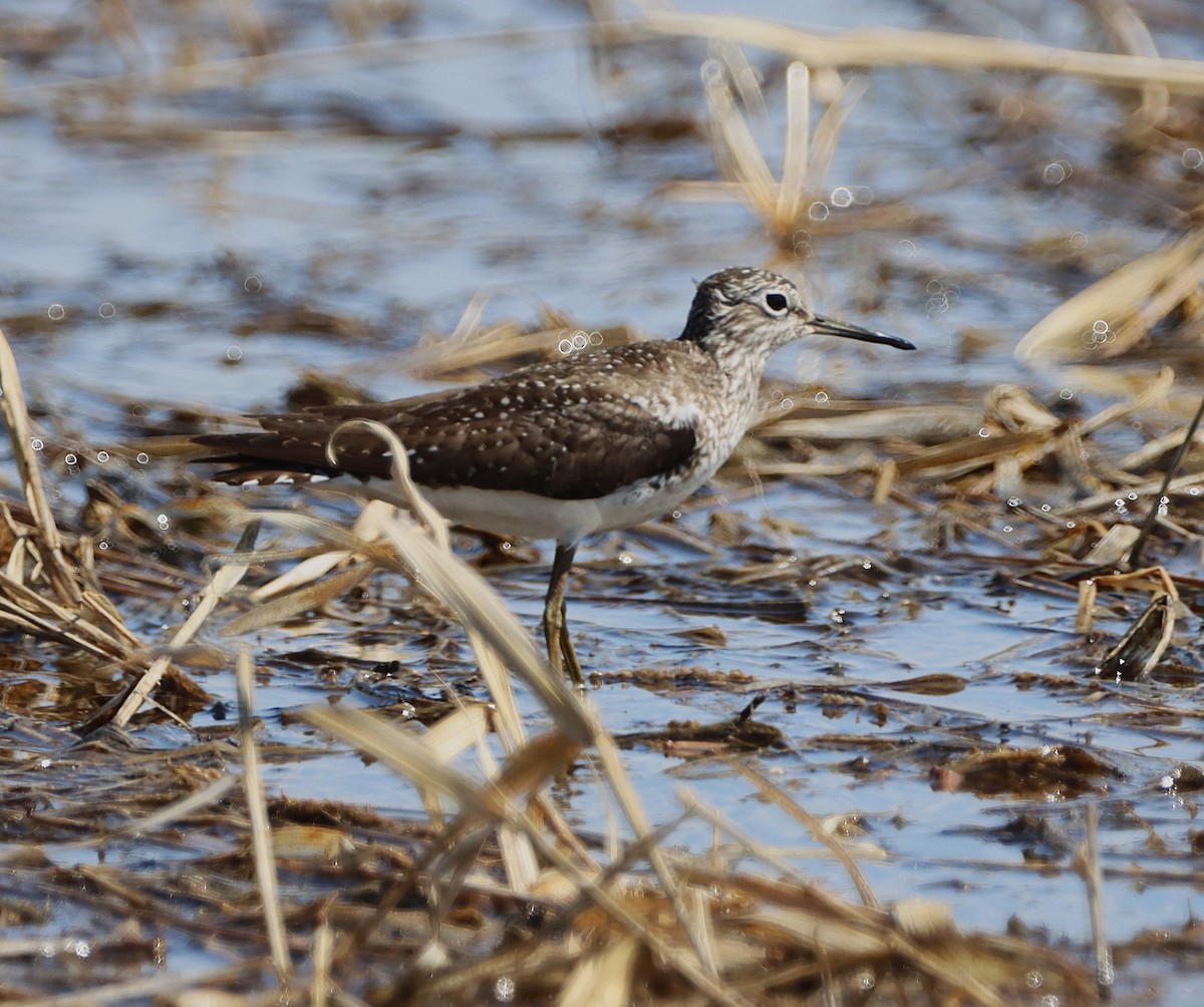 Solitary Sandpiper - ML652276584