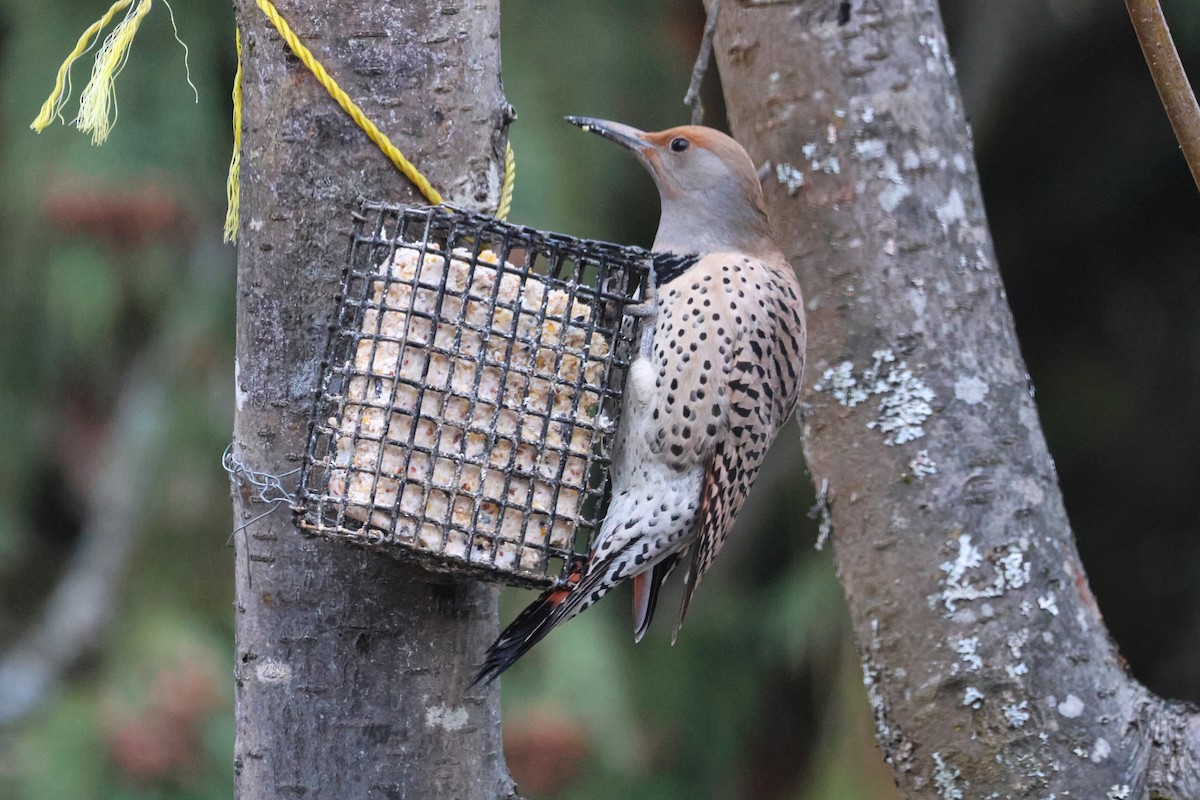 Northern Flicker (Red-shafted) - ML652276795