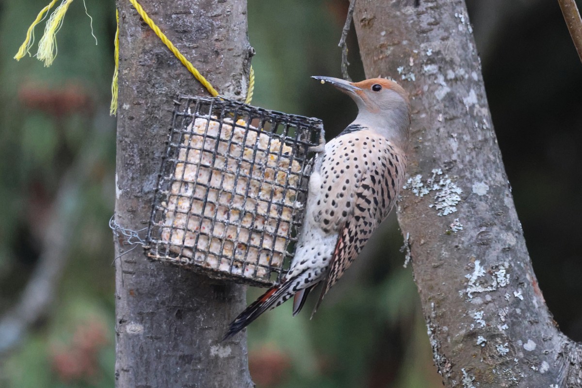 Northern Flicker (Red-shafted) - ML652276831