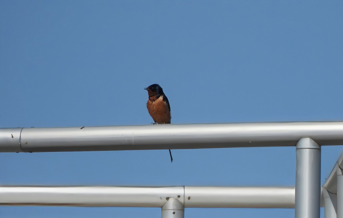 Golondrina Común - ML652277043