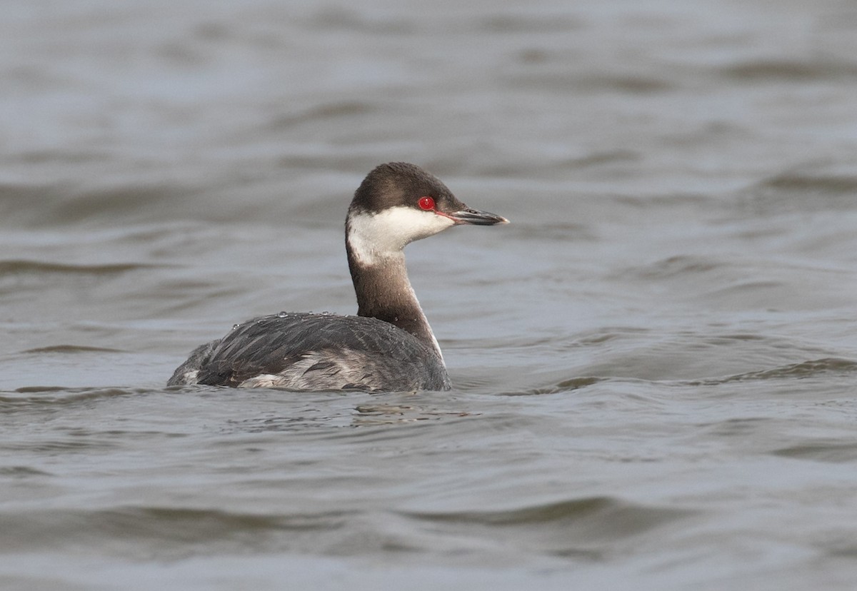טבלן לבן-לחיים - ML652277045