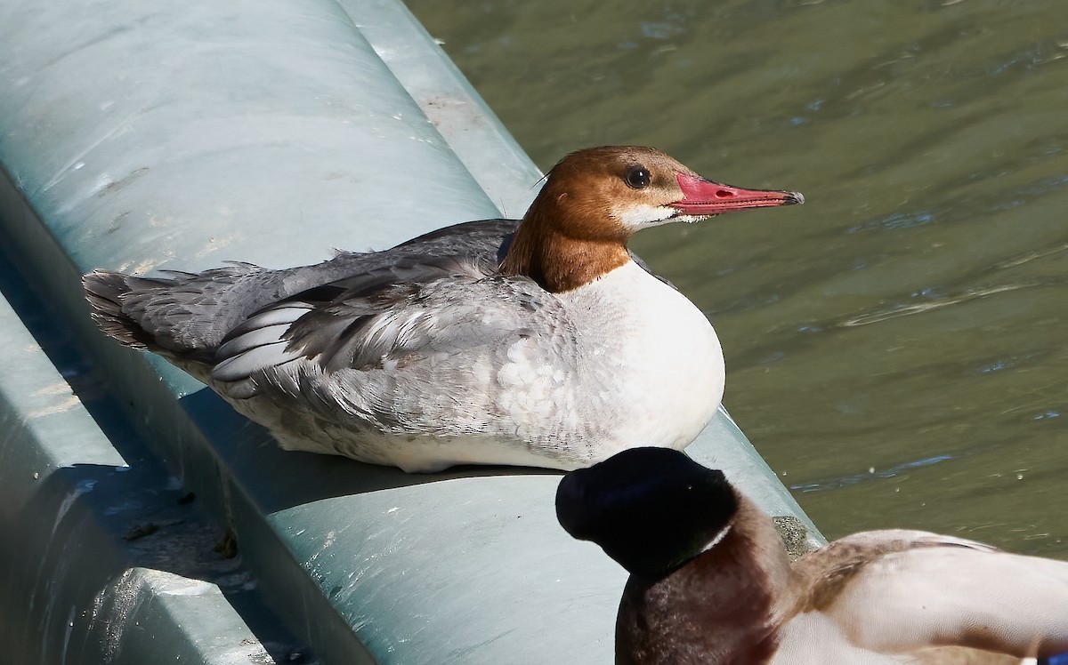 Хумхин бохио - ML652277066