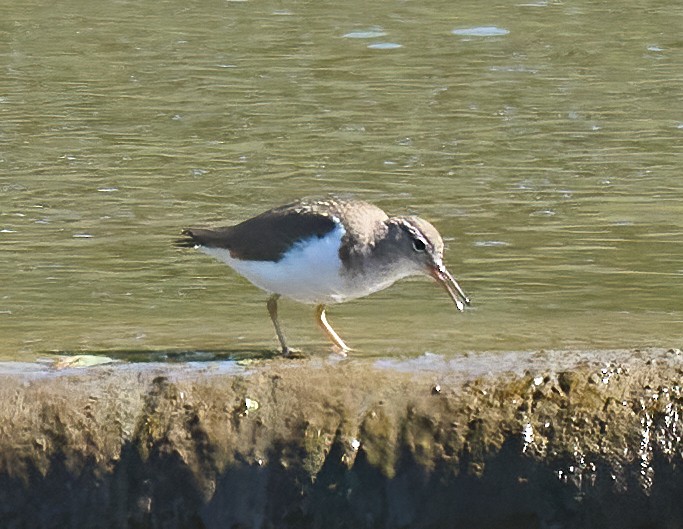 Spotted Sandpiper - ML652277083