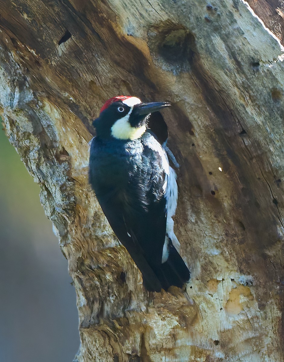 Acorn Woodpecker - ML652277093
