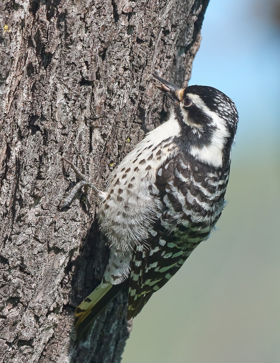 Nuttall's Woodpecker - ML652277106